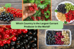 Which Country Is the Largest Currant Producer in the World?