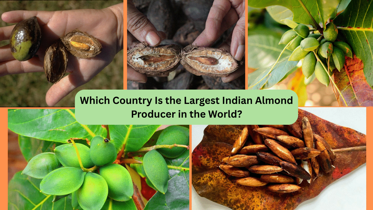 Which Country Is the Largest Indian Almond Producer in the World?