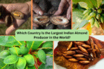 Which Country Is the Largest Indian Almond Producer in the World?
