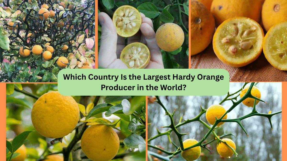 Which Country Is the Largest Hardy Orange Producer in the World?