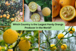 Which Country Is the Largest Hardy Orange Producer in the World?