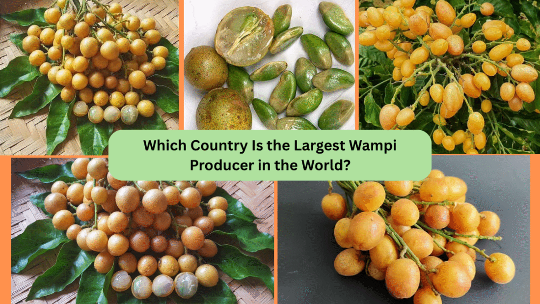 Which Country Is the Largest Wampi Producer in the World?
