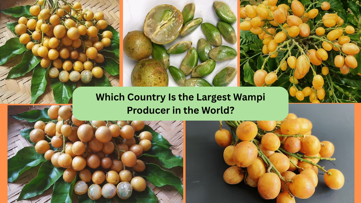 Which Country Is the Largest Wampi Producer in the World?