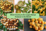 Which Country Is the Largest Wampi Producer in the World?