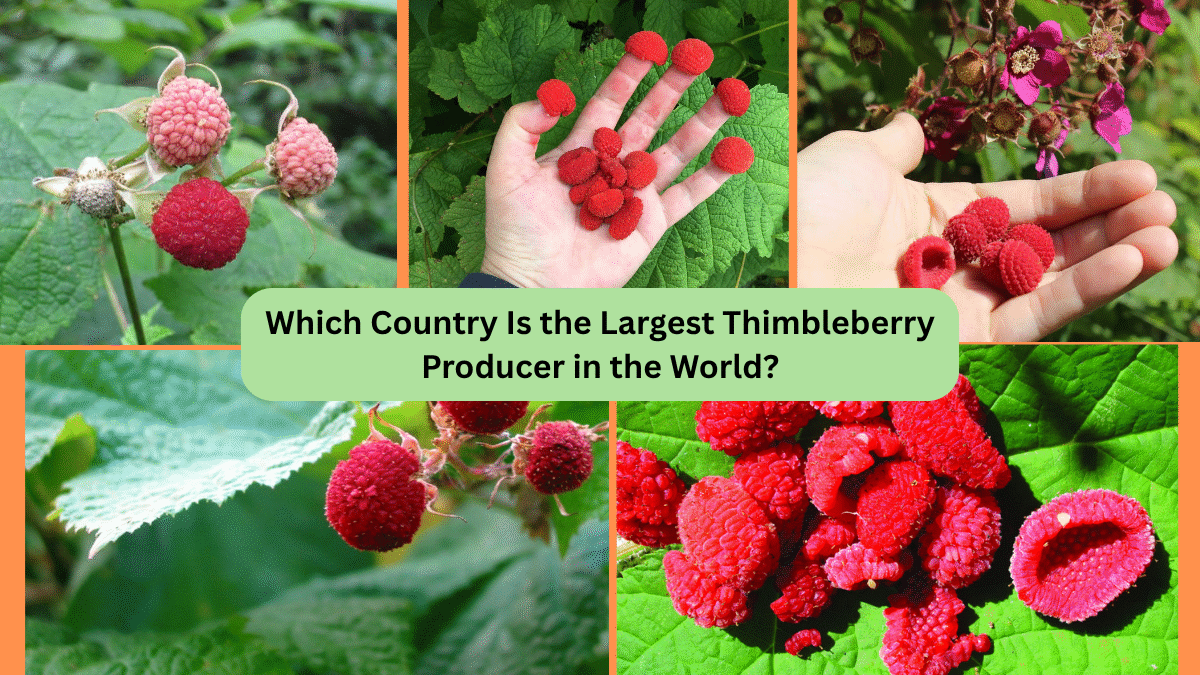 Which Country Is the Largest Thimbleberry Producer in the World?