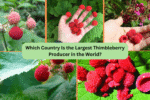 Which Country Is the Largest Thimbleberry Producer in the World?