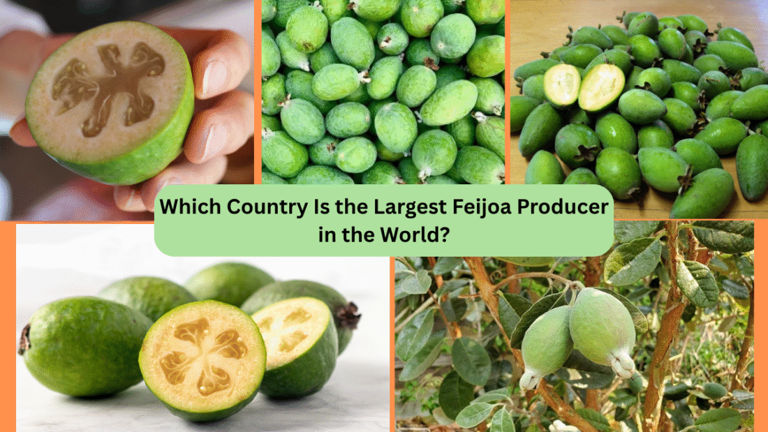 Which Country Is the Largest Feijoa Producer in the World?
