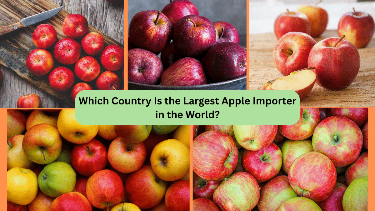 Which Country Is the Largest Apple Importer in the World?