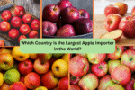 Which Country Is the Largest Apple Importer in the World?