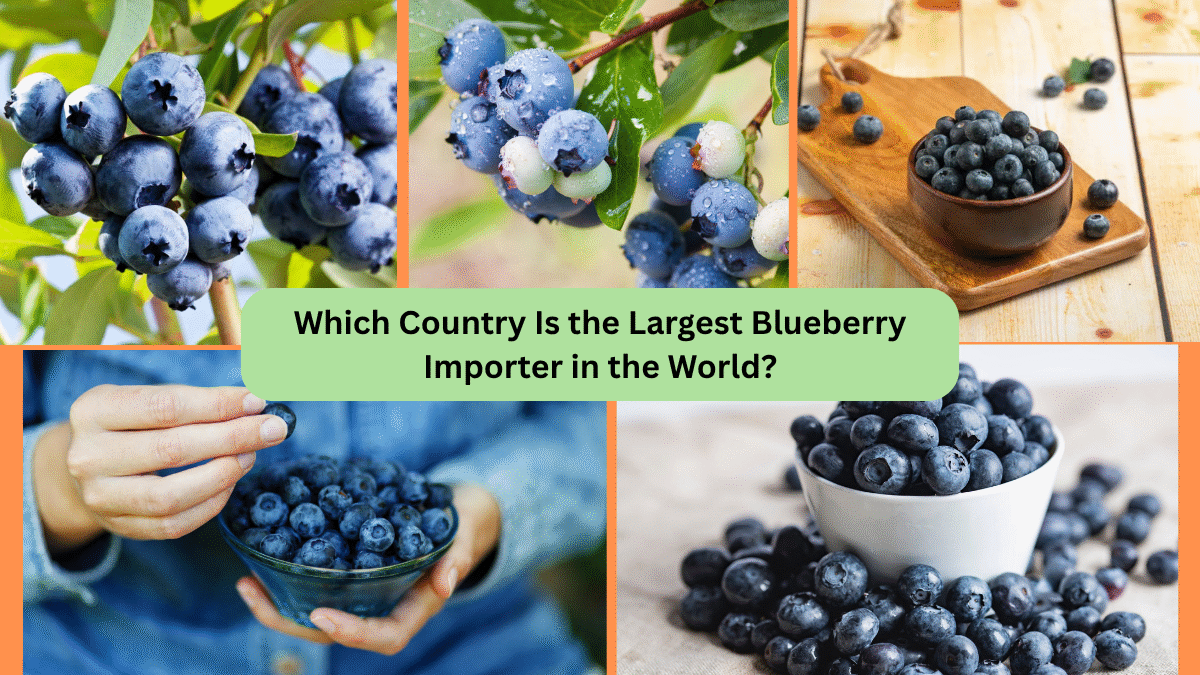 Which Country Is the Largest Blueberry Importer in the World?