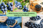 Which Country Is the Largest Blueberry Importer in the World?