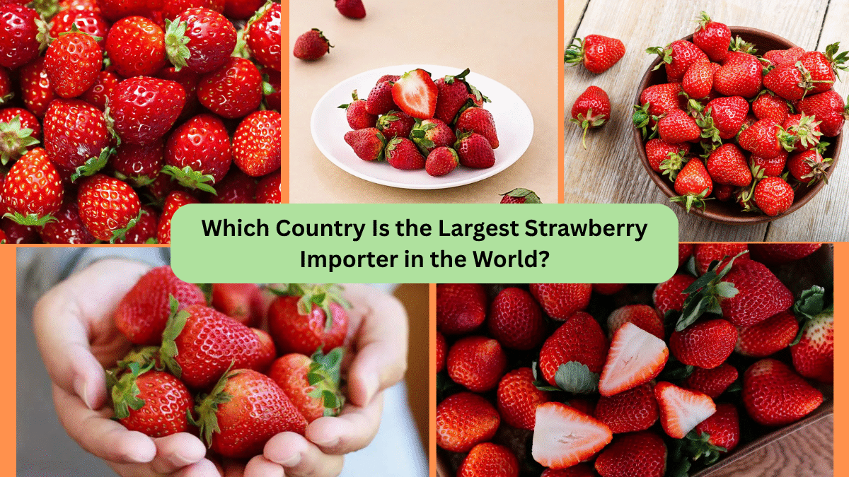 Which Country Is the Largest Strawberry Importer in the World?
