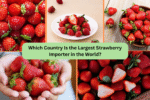 Which Country Is the Largest Strawberry Importer in the World?
