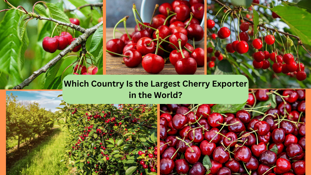 Which Country Is the Largest Cherry Exporter in the World?