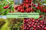 Which Country Is the Largest Cherry Exporter in the World?