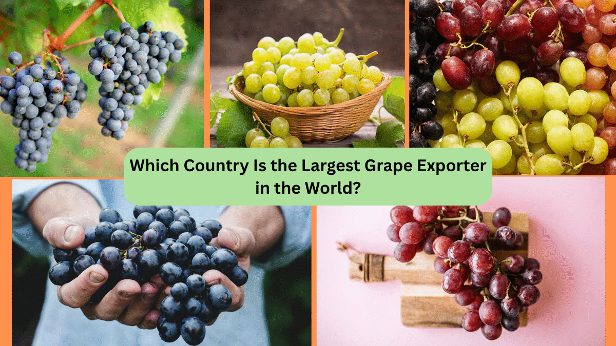 Which Country Is the Largest Grape Exporter in the World?