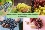 Which Country Is the Largest Grape Exporter in the World?