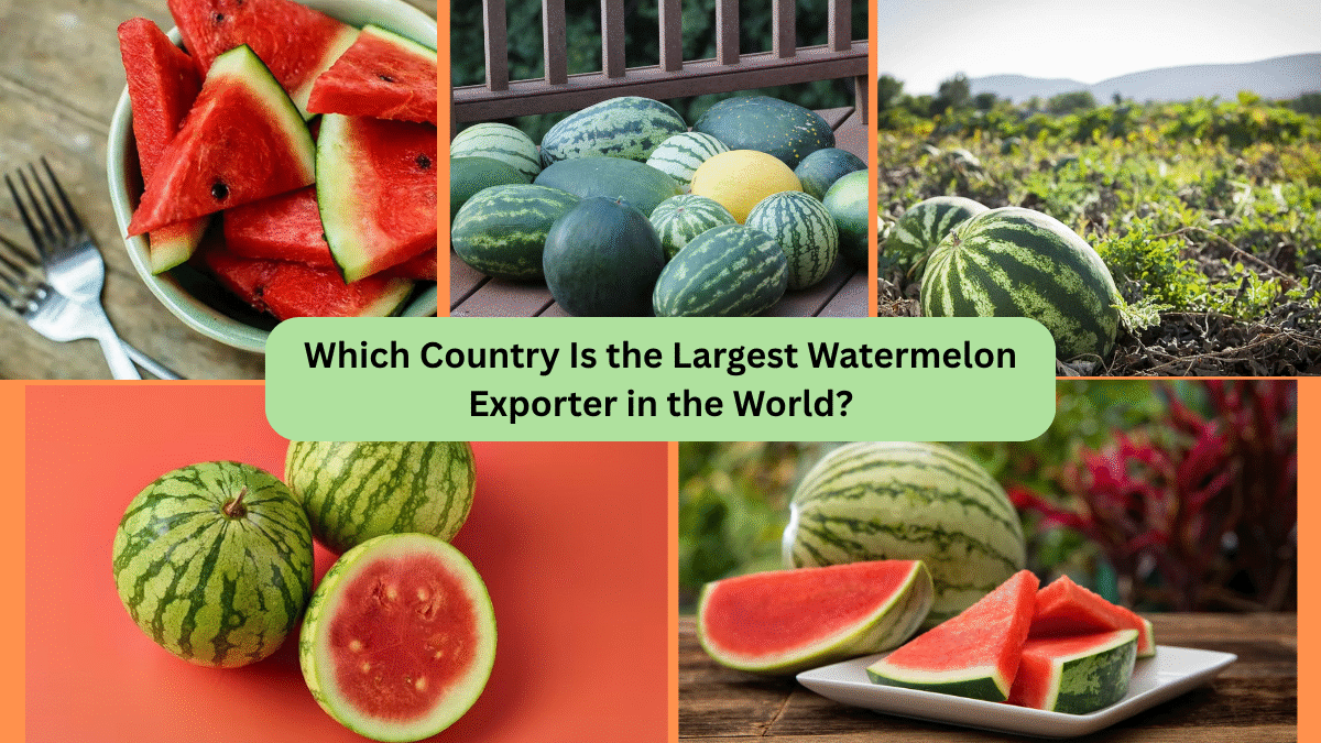 Which Country Is the Largest Watermelon Exporter in the World?