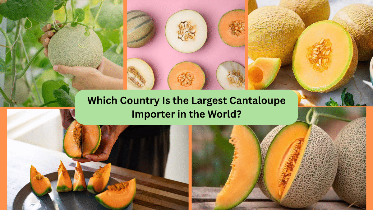 Which Country Is the Largest Cantaloupe Importer in the World?