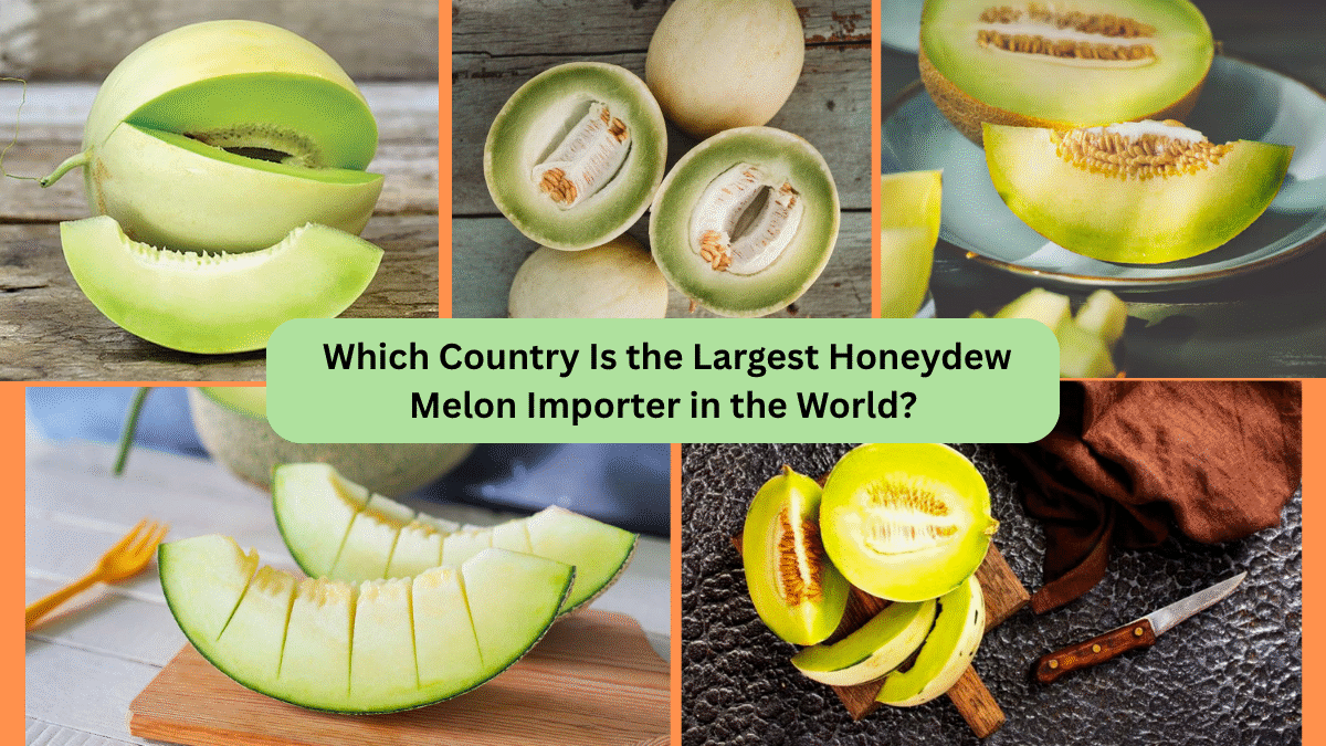 Which Country Is the Largest Honeydew Melon Importer in the World?