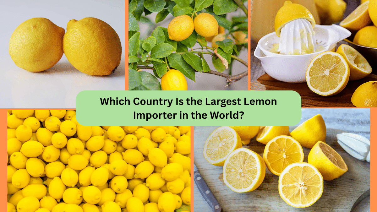 Which Country Is the Largest Lemon Importer in the World?