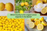 Which Country Is the Largest Lemon Importer in the World?