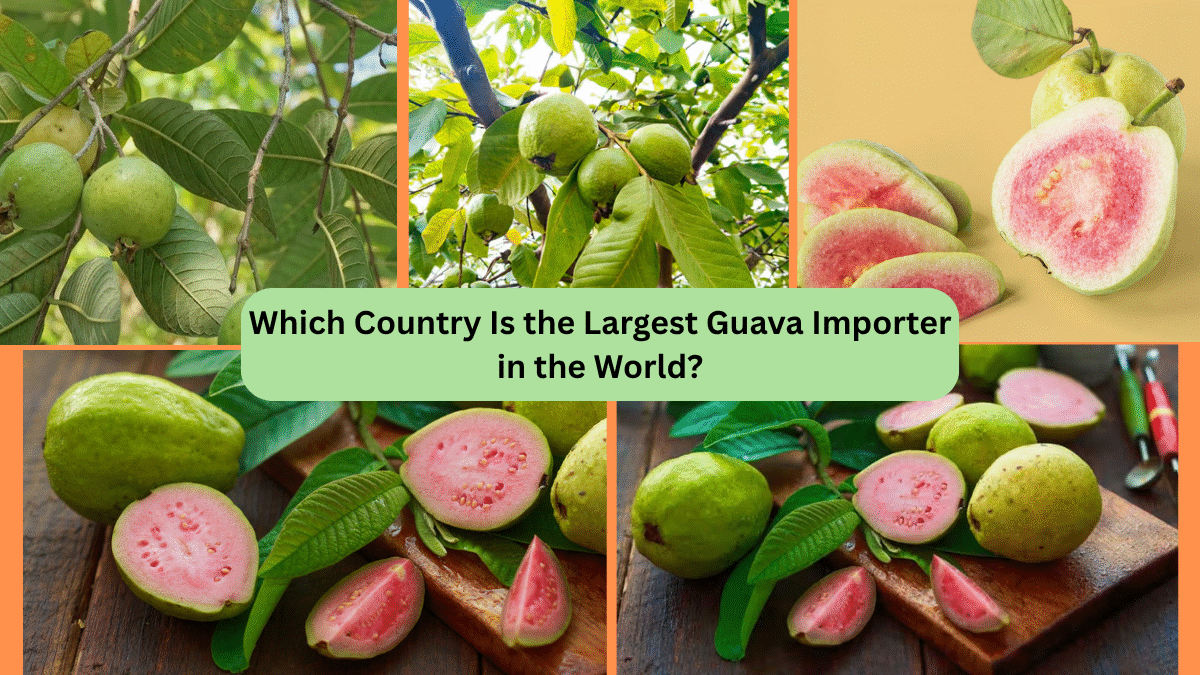 Which Country Is the Largest Guava Importer in the World?