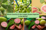 Which Country Is the Largest Guava Importer in the World?