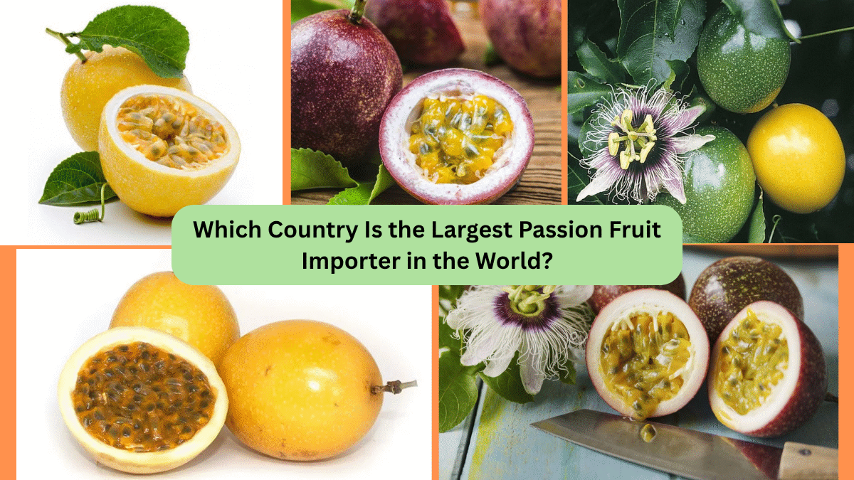 Which Country Is the Largest Passion Fruit Importer in the World?