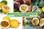Which Country Is the Largest Passion Fruit Importer in the World?