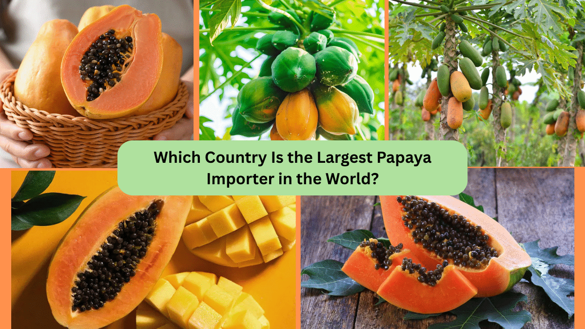 Which Country Is the Largest Papaya Importer in the World?
