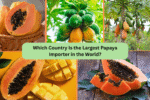 Which Country Is the Largest Papaya Importer in the World?