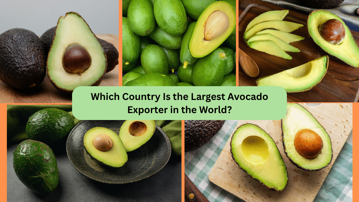 Which Country Is the Largest Avocado Exporter in the World?