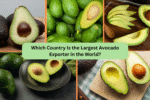 Which Country Is the Largest Avocado Exporter in the World?