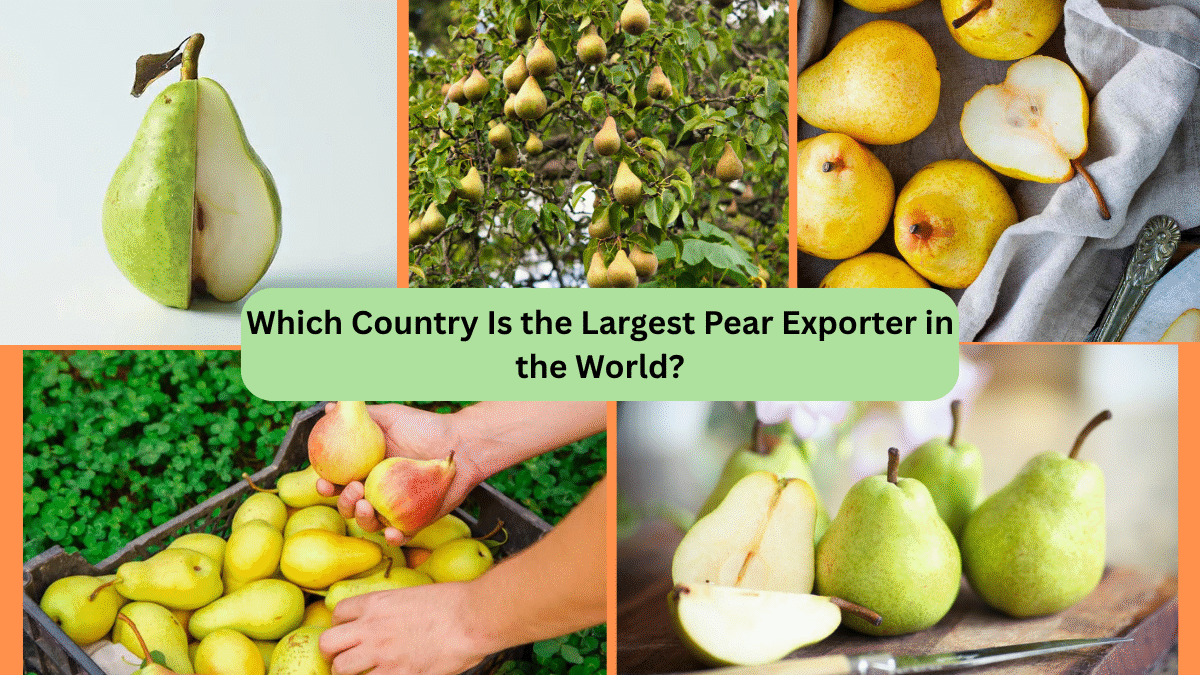 Which Country Is the Largest Pear Exporter in the World?