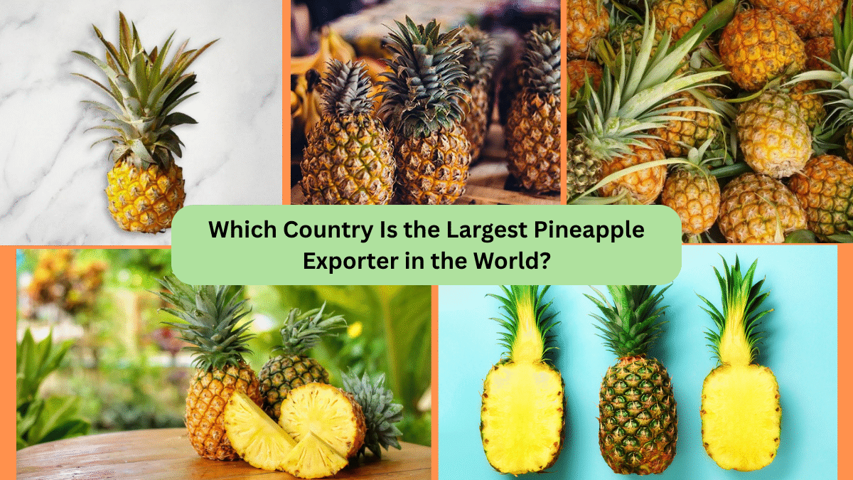 Which Country Is the Largest Pineapple Exporter in the World?