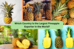 Which Country Is the Largest Pineapple Exporter in the World?
