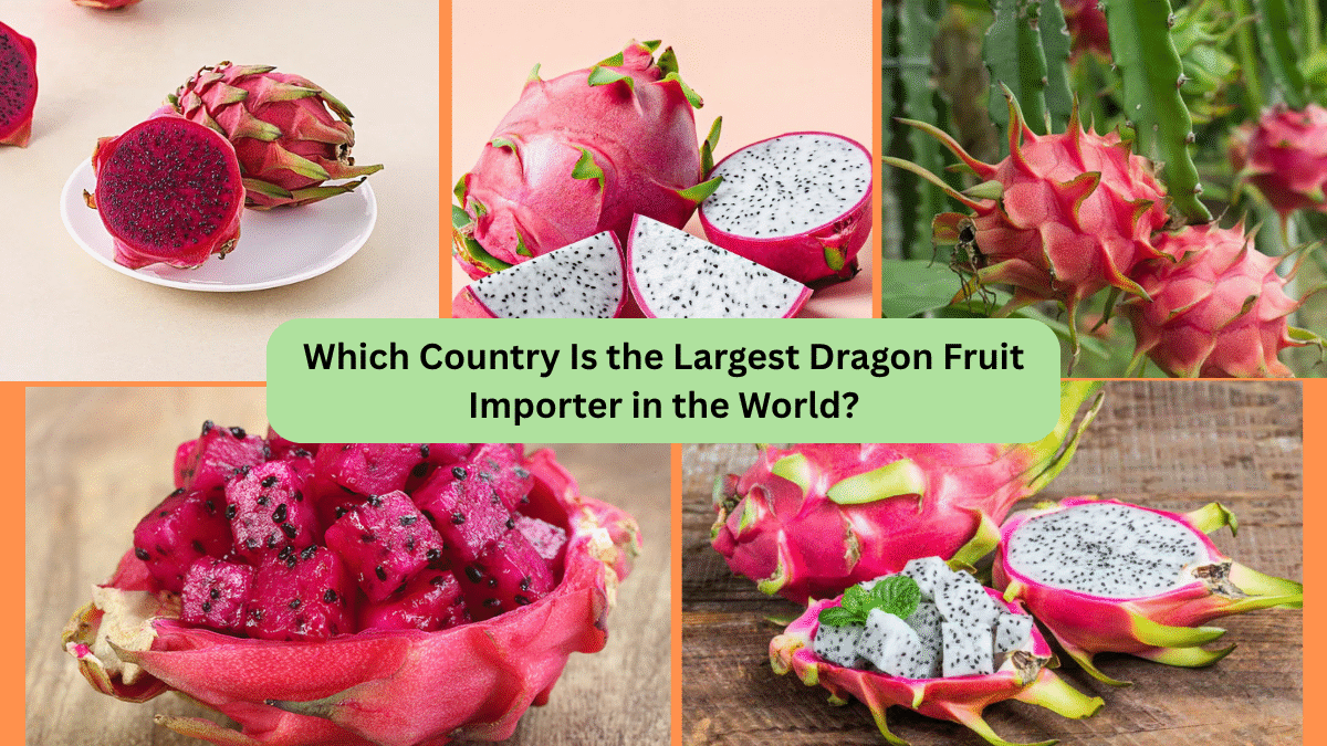Which Country Is the Largest Dragon Fruit Importer in the World?