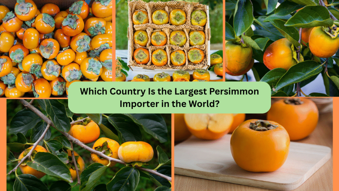 Which Country Is the Largest Persimmon Importer in the World?