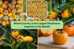 Which Country Is the Largest Persimmon Importer in the World?