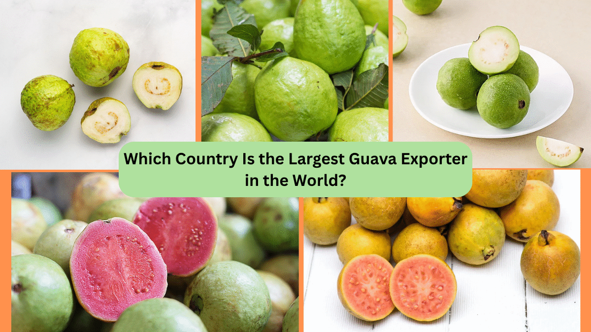 Which Country Is the Largest Guava Exporter in the World?
