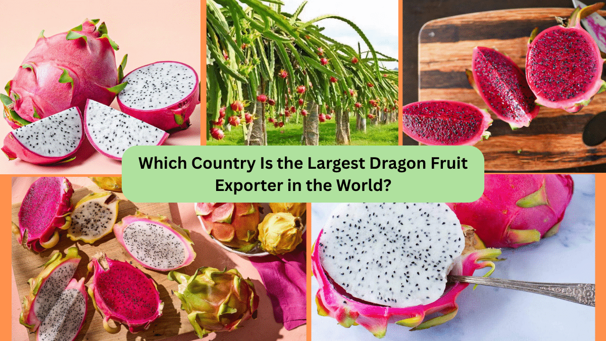 Which Country Is the Largest Dragon Fruit Exporter in the World?