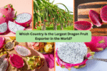 Which Country Is the Largest Dragon Fruit Exporter in the World?