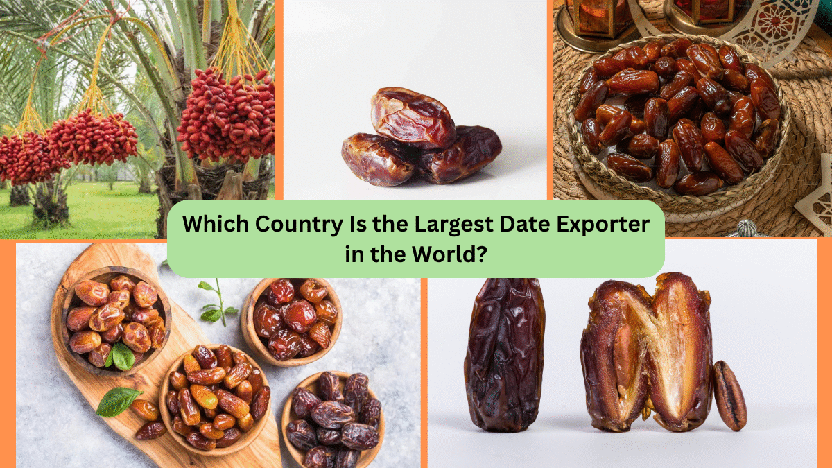 Which Country Is the Largest Date Exporter in the World?