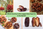 Which Country Is the Largest Date Exporter in the World?
