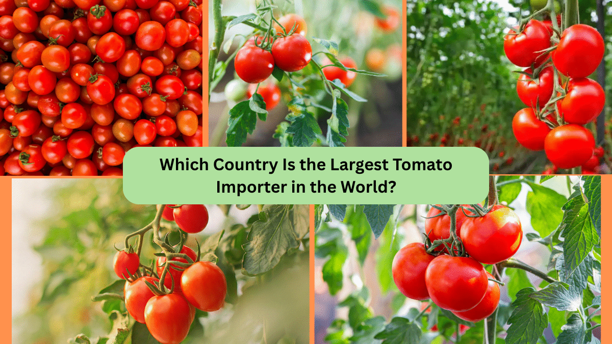 Which Country Is the Largest Tomato Importer in the World?
