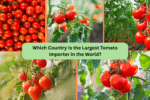 Which Country Is the Largest Tomato Importer in the World?