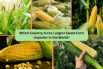 Which Country Is the Largest Sweet Corn Importer in the World?
