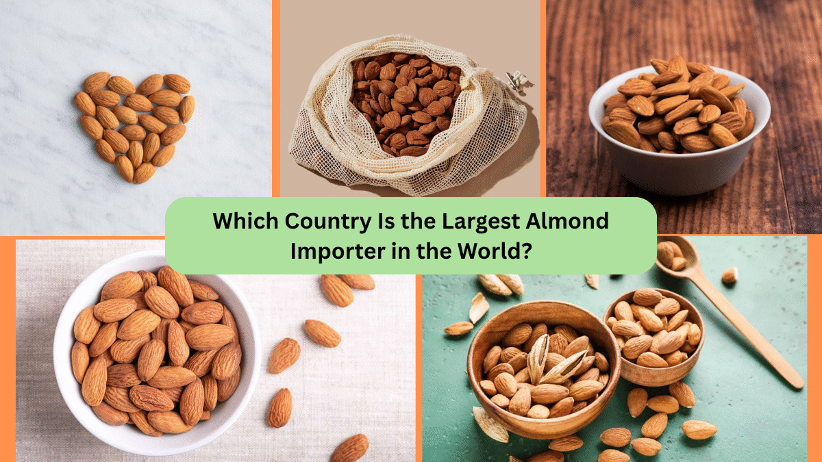 Which Country Is the Largest Almond Importer in the World?