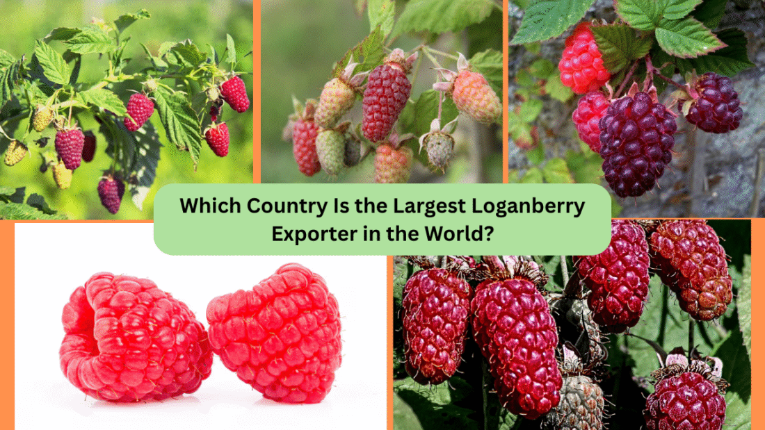 Which Country Is the Largest Loganberry Exporter in the World?